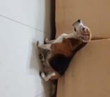 Perro Beagle Busca Novia