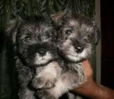 Schnawser en Venta