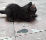 Se Regalan Gatos