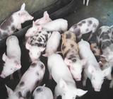 Lechones de Venta Tengo 30 para Vender