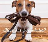 CUIDADOR DE MASCOTAS DOMÉSTICSA