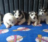 perros huskys