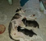 Husky Siberiano
