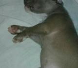 Listo para La Casa Pilbull