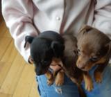 Venta Perros Pincher