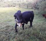 Venta de Gyr Holando