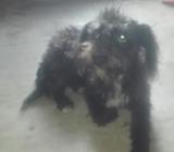 Perro de Rrasa