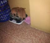 Vendo Pincher Miniaturas