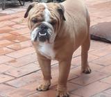 Bulldog para Monta