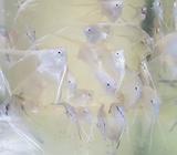 Peces Angeles Platiados Y Rayados