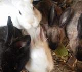Conejos de Venta