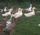 VENTA DE PATOS AL POR MAYOR Y MENOR