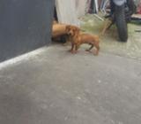 Cachorro Salchicha Pura