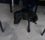 Se Vende Perrita