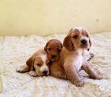 Cocker Spaniel