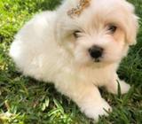Guapuras de Bichon Maltessss