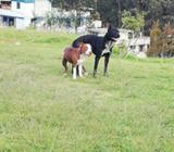 Venta de Pitbull Apbt