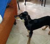 Vendo Pinscher Miniatura