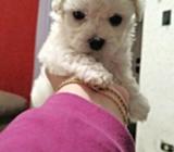 Frenchs Poodler D Mano