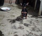 Pinscher de Monta