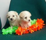 Tiernos Frexh Poodle Miniatura