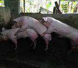 Vendo Verracos