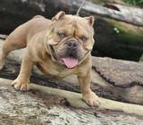 Monta Bully Exotic