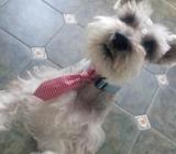 SCHNAUZER SAL PIMIENTA PARA MONTA