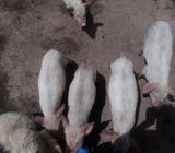 se vende Puercos