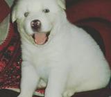 Lobo Siberiano