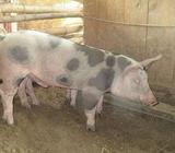 HERMOSO LECHON A PUNTO PARA HORNADO