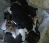 Cachorros Beagle