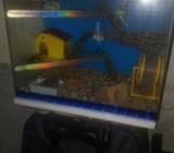 Hamstera D Vent Completamacho Y Hembra
