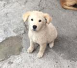 de Venta Un Perroto Akita con Pastor Ale