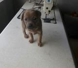 Se Regala Perrita