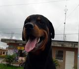 Rotwailer para Monta