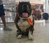 Bully para Monta