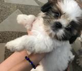 Venta de Perrito Shitsu