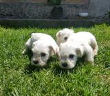 Vendo Lindo Cacharrito