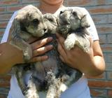 Vendo Lindo Cacharrito