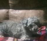 Se Nusva Novio de Misma Raza Churonsito