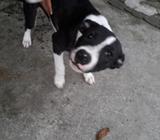 Vendo Pitbull