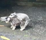 Zchnauser Proximamente en Venta