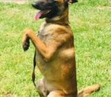 Pastor Malinoi para Monta