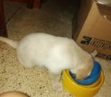 Perro Labrador de Rasa