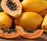 PAPAYA DE VENTA