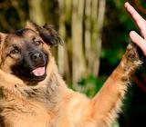 ADIESTRAMIENTO CANINO