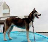 Se Vende Lobo Siberiano$200negociable