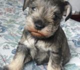 Schnauzer Miniaturas