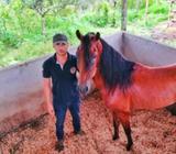 Caballo Trochador Colombiano